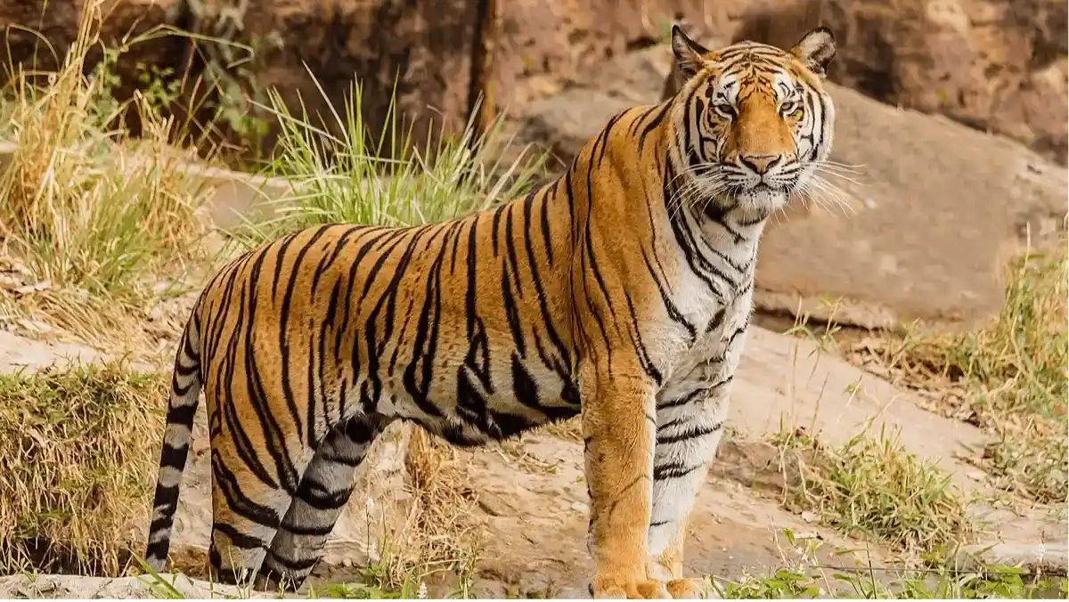 Jim Corbett National Park